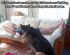 dog-sits-by-man-sides.jpg