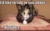 Cat Diarrhea.jpg