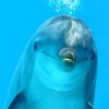 top_dolphin_facts_2.jpg
