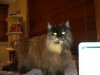tiddles 2.jpg