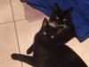 sooty and soxy.jpg