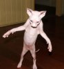 DEVIL CAT.JPG