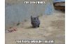 catty.jpg