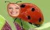 BB bug 1 images.jpg