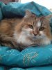 Fluffy.jpg