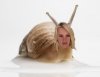 jade_snail.jpg