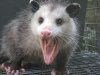 Didelphis_virginiana_2008-09-24_4.jpg
