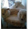 sheep.jpg