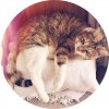 Drew Family Kitty Oscar.jpg