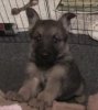 Joy 7 Weeks old.jpg