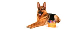 german-shepherd-happy-birthday-3023.jpg