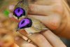 purple-crowned-fairy-wren-1347993724_b.jpg