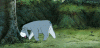 eeyore.gif