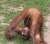 Monkey Wee.jpg