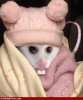 possum.jpg