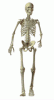 skeleton-walk-67.gif