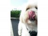 lollytongue.jpg lollytongue.jpg