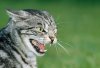 CAT-02-KH0339-01P.JPG