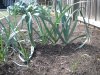 leeks.jpg