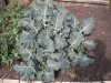 broccolie.jpg