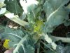 broccolie 2.jpg