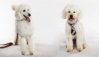 poodles.JPG
