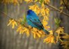 Indigo-Bunting-Milan-Ljumovic-600x428.jpg