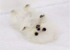 paris-hilton-new-dog-photos-tiny-pomeranian-teacup-mr-amazing1_2014-09-14_02-22-18.jpg paris-hilton-new-dog-photos-tiny-pomeranian-teacup-mr-amazing1_2014-09-14_02-22-18.jpg