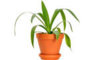 potplant.jpg