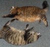 PC and PussPuss.JPG