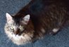 PussPuss.jpg