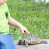 my turtle.JPG