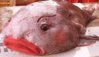 skype fish hungover.jpg