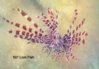 927lionfish.jpg