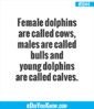 did-you-know-1044.jpg