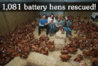 ChickenRescue.jpg