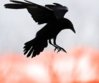 crow.jpeg
