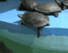 tumblr_n38tfjXePc1sji7f2o1_400 (1).gif tumblr_n38tfjXePc1sji7f2o1_400 (1).gif