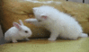 4.gif