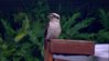 Kookaburras.jpg