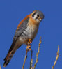 Kestrel.jpg