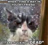 Angry Cat.jpg