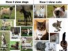 cat breeds v dog breeds.jpg