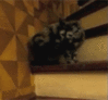 tumblr_lxyi6pdaGI1qzcv7no12_r1_250.gif