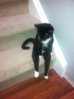 post-21416-Tuxedo-Cat-who-sits-on-stairs-Nqbl.jpeg