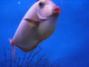 skype fish.jpg