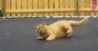 cat hates trampoline.gif