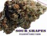 sourgrape.jpg