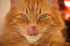 Cat_lick.jpg