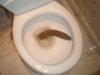 toilet-shit4.jpg toilet-shit4.jpg